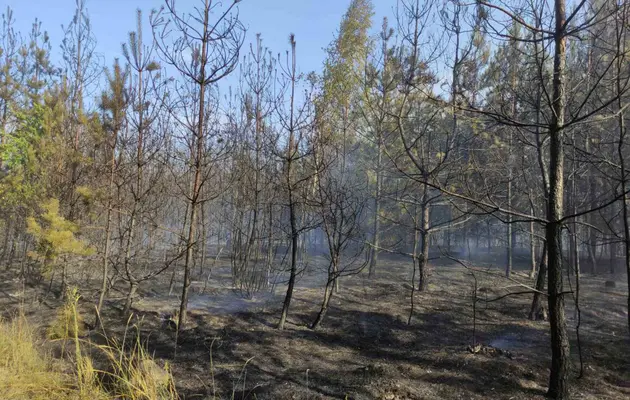 На екологічній конференції в Гельсінкі Шмигаль озвучив суму збитків, які українські екосистеми зазнали внаслідок дій Росії.